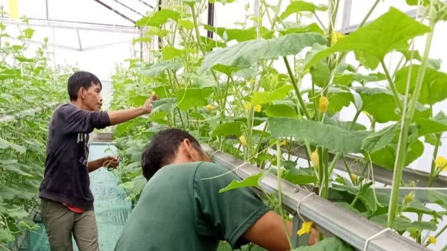 Sukses Budidaya Melon Hidroponik di Purbalingga, Inovasi Tri Bowo Dipaparkan di Lomba TTG Nasional