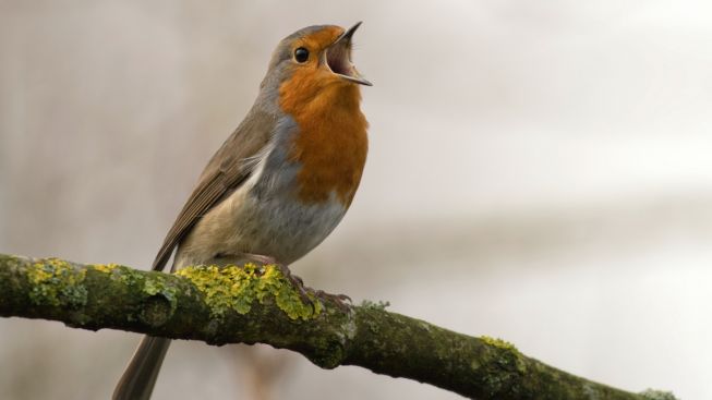 4 Manfaat Melihat dan Mendengarkan Kicau Burung bagi Kesehatan Mental : Begini Temuan Penelitian Terbaru