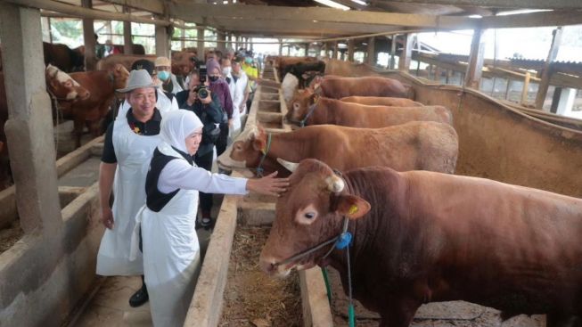 Ketersediaan Sapi Potong di Jatim Capai Satu Juta Ekor : Begini Respon Gubernur Jelang Iduladha