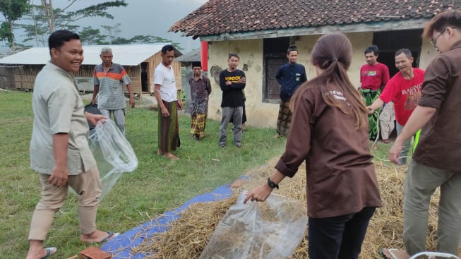 Peternak Desa Majatengah Belajar Amoniasi, Sulap Jerami Jadi Pakan Bernutrisi Tinggi