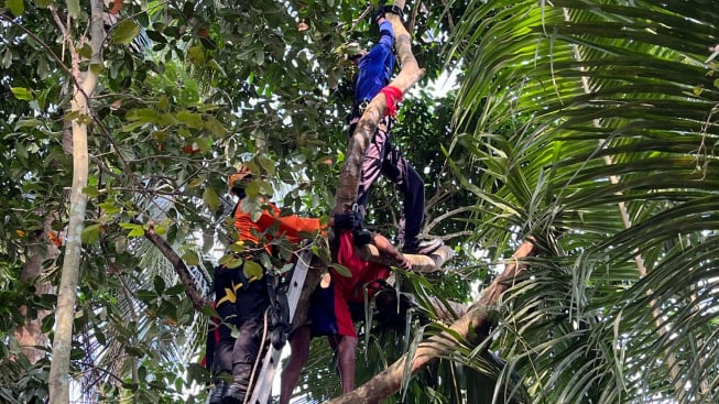 Pria Magelang Tewas Tersangkut di Pohon Jengkol