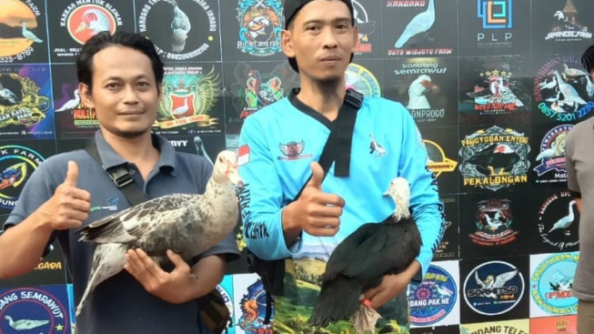 Entok Bondol dari Banyumas Juara di Festival Entok Nasional 2023, Peternak Ini Bongkar Tipsnya