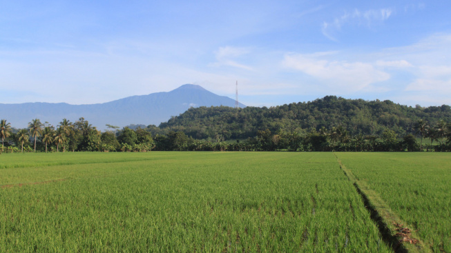 Tiga Kabupaten Produsen Beras Tertinggi di Jawa Tengah, Nomor 1 Tempat Bersemayam Leluhur Raja Mataram