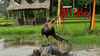 Terbanyak di Sumatra, 5 Desa Wisata di Sumbar Lolos 100 Besar ADWI 2022, Ini Profilnya