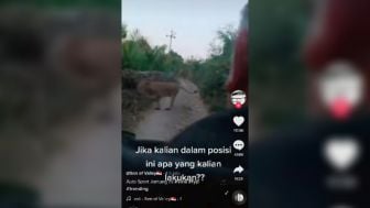 Bikin Merinding! Viral Video Pemotor Bertemu Singa, Warganet Sampai Keringat Dingin