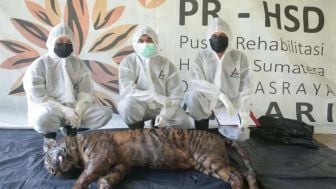 Mendadak Sakit saat Jalani Rehabilitasi di Dharmasraya, Harimau Sumatera Puti Maua Agam Mati