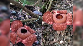 Bunga Rafflesia Arnoldii Mekar Sempurna di Perkarangan Rumah Warga di Agam