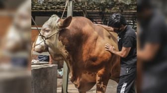 4 Artis Beli Sapi Kurban di Idul Adha 2022, Ada yang Beratnya Capai 1,4 Ton