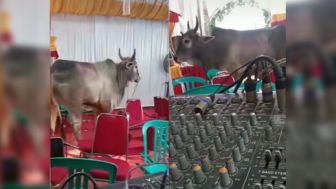 Viral Sapi Kabur Masuk ke Kondangan, Warganet: Dapat Undangan Kali