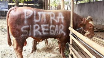 Meski Ditahan, Putra Siregar Kembali Pecahkan Rekor MURI Kurban Terbanyak