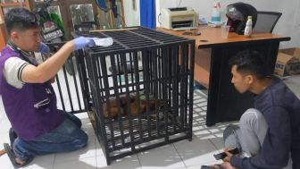 BKSDA Sumbar Evakuasi Seekor Kucing Emas yang Ditemukan Sakit di Tanah Datar