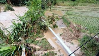 Akibat Banjir Bandang, 60 Hektare Sawah di Garabak Data Solok Gagal Panen