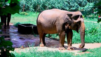 Lama Tak Muncul di Sumbar, Gajah Sumatera Kembali Menampakkan Diri di Sijunjung