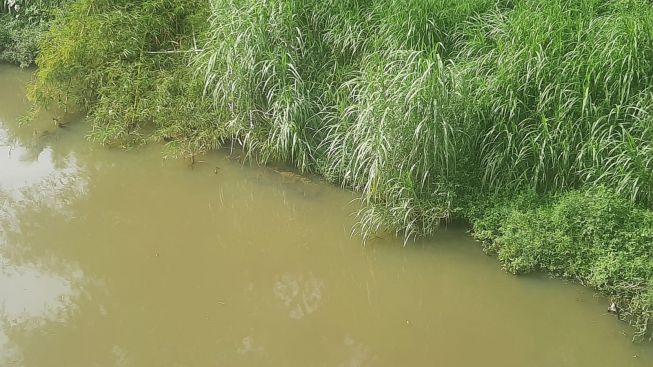 Muncul di Aliran Sungai di Padang, Seekor Buaya Jadi Tontonan Warga