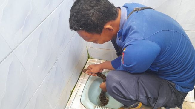 Hendak BAB, Pria di Payakumbuh Temukan Ular di Kloset Kamar Mandi Tokonya