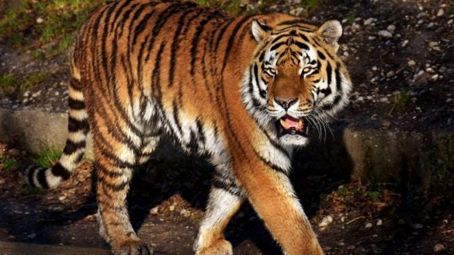 Seekor Anjing Milik Warga Kabupaten Solok Mati Diduga Dimangsa Harimau Sumatra