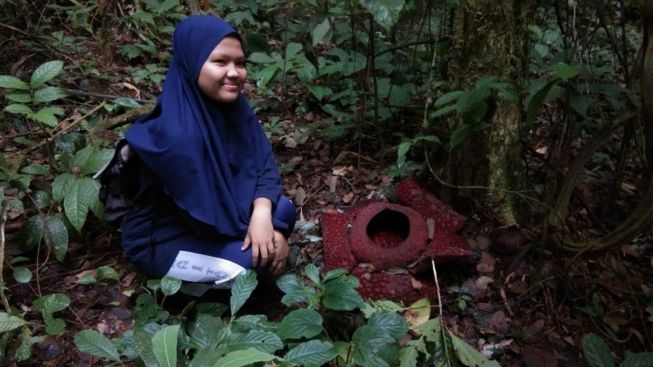 Bunga Rafflesia Tumbuh Subur di Sumbar: Ada di 14 Kabupaten dan Kota, Tersebar di 36 Titik