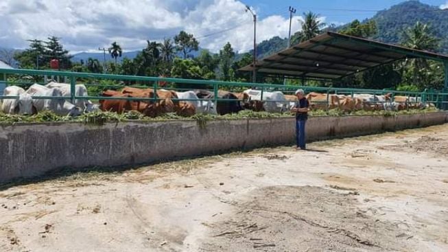 Dipasok dari Daerah Lain, Padang Butuh 8 Ribu Ekor Sapi Kurban untuk Idul Adha