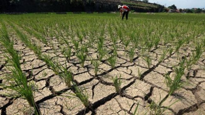 Dampak Perubahan Iklim Mempengaruhi Produksi Hasil Pertanian