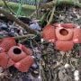 Bunga Rafflesia Arnoldii Mekar Sempurna di Perkarangan Rumah Warga di Agam