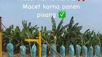 Viral Video Panen Unik Buah Pisang Bikin Jalanan Macet, Kelewat Panjang Bak Kereta: Langka Banget!