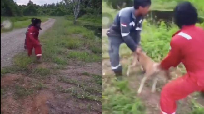 Biadab! Viral Anjing Dilempar Hidup-hidup ke Sungai untuk Jadi Santapan Buaya