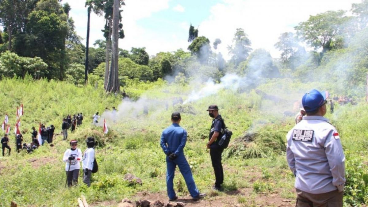 Temuan ladang ganja oleh Bareskrim di Aceh seluas 25 hektare. (Foto: dok. Bareskrim Polri)