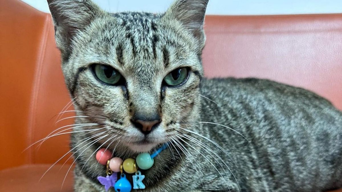 Si Kokom [Instagram/@kokom.kucingpupr]