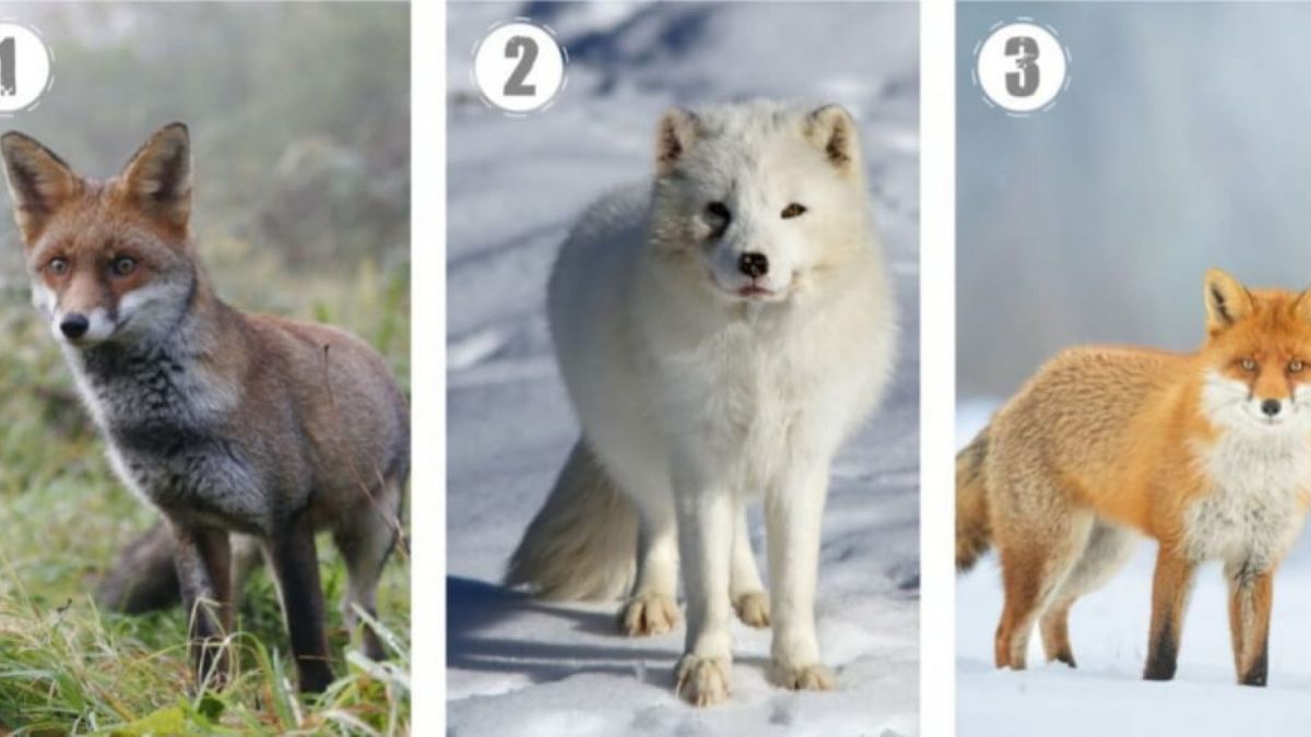 Ilustrasi tes kepribadian [Legrisou.fr]