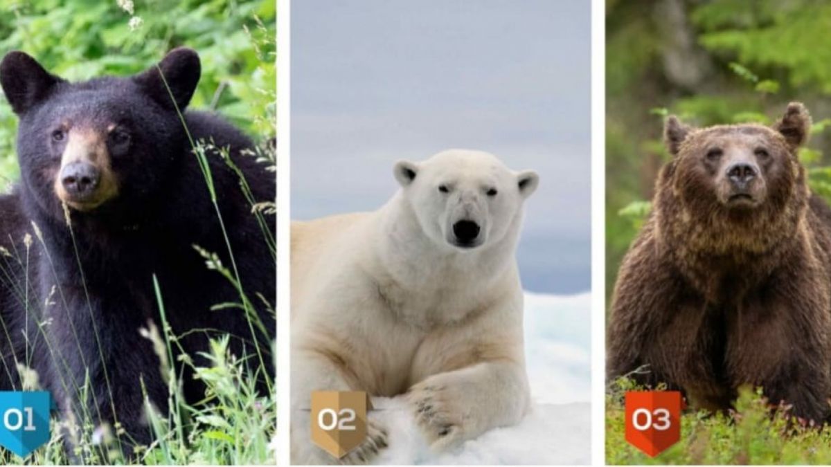 Ilustrasi tes kepribadian [Legrisou.fr]