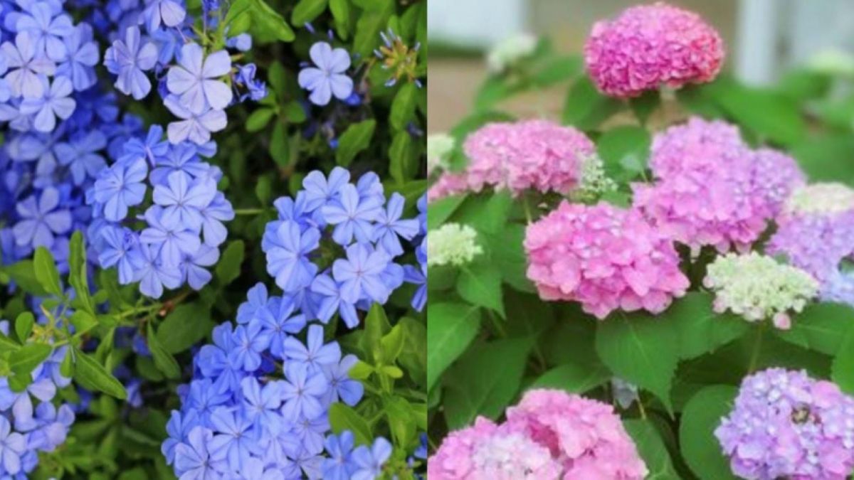 Bunga Plumbago dan Hydrangea [GOLFX/GRACE CARY-GETTY IMAGES]