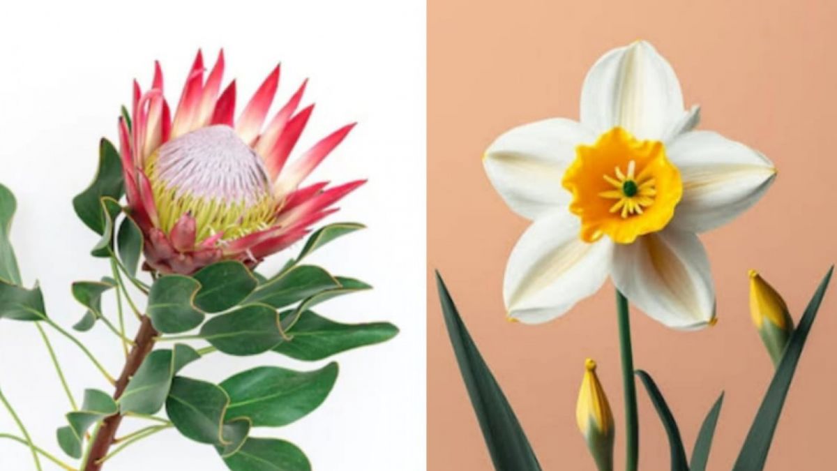 Bunga Protea dan Daffodil [Freepik]