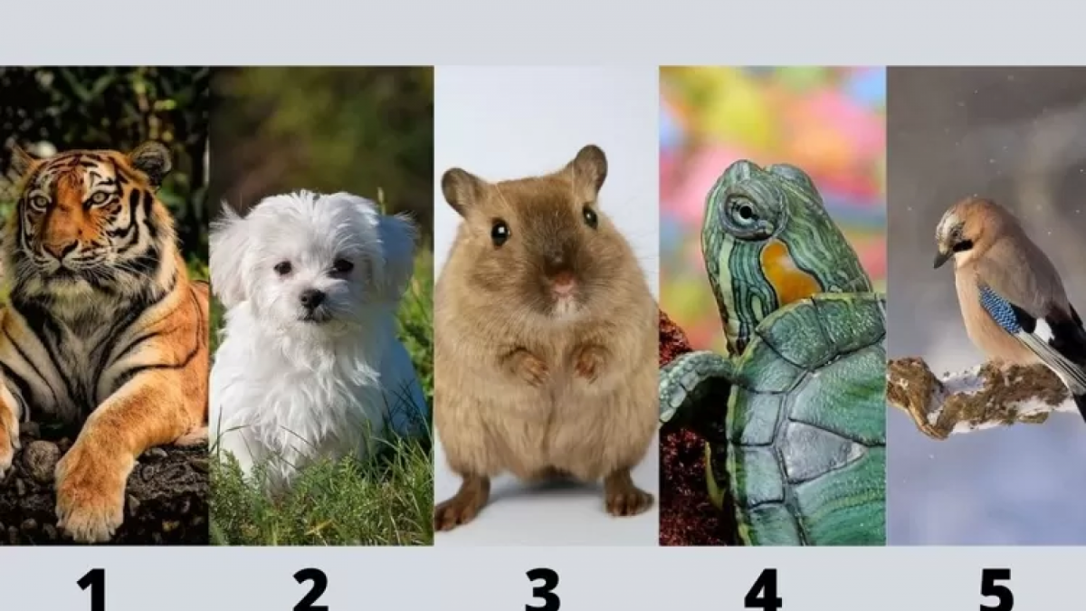 Tes kepribadian hewan yang paling ingin diadopsi