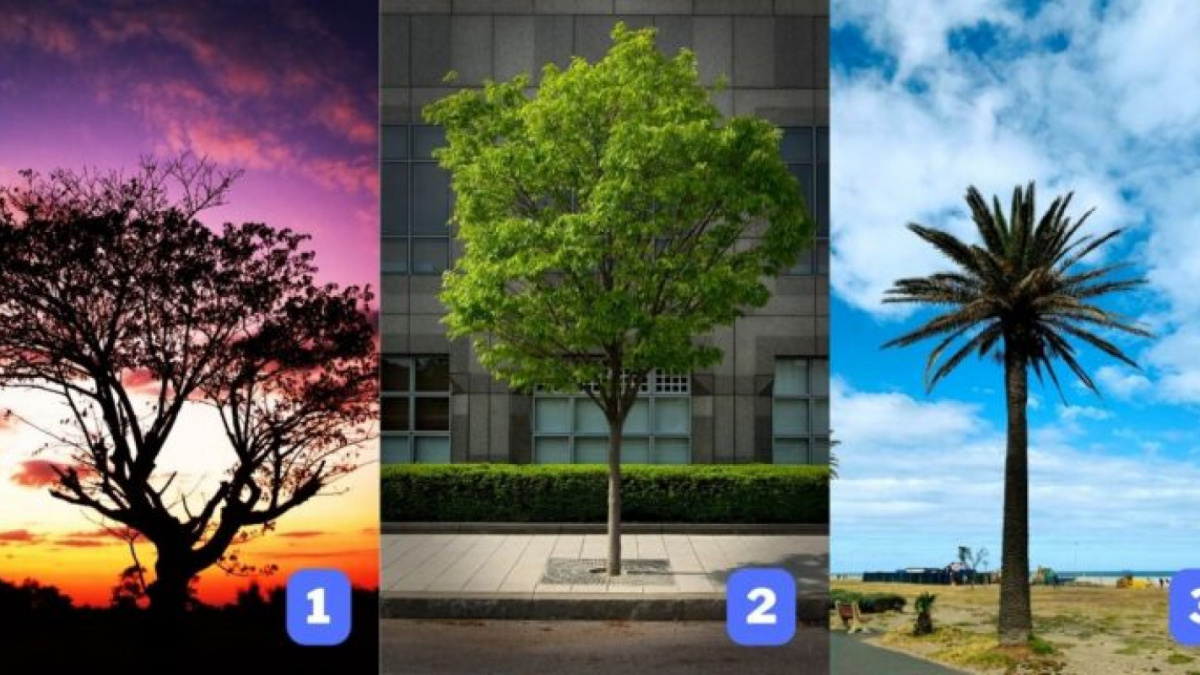 Ilustrasi tes kepribadian berdasarkan pohon favorit [Abmeyerwood.com]