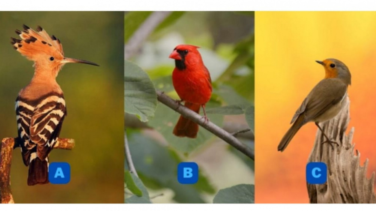 Ilustrasi tes kepribadian [Istimewa]