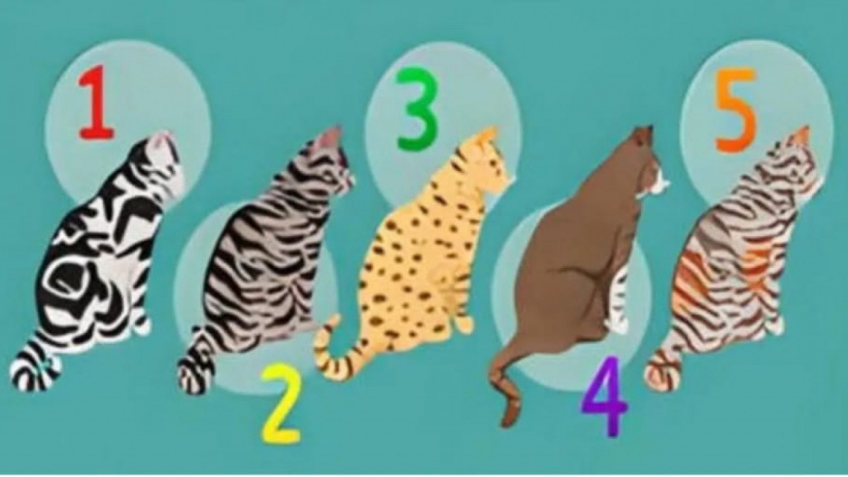 Ilustrasi tes kepribadian [Educadoreslive.com]