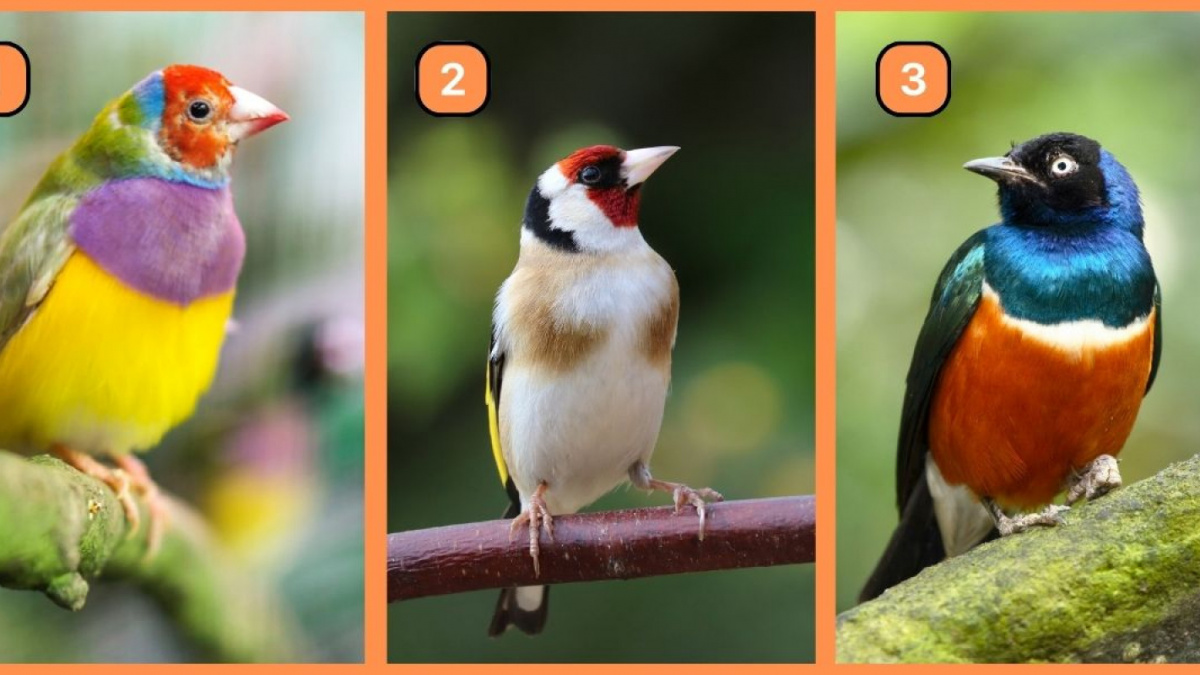 Ilustrasi tes kepribadian [Abmeyerwood.com]