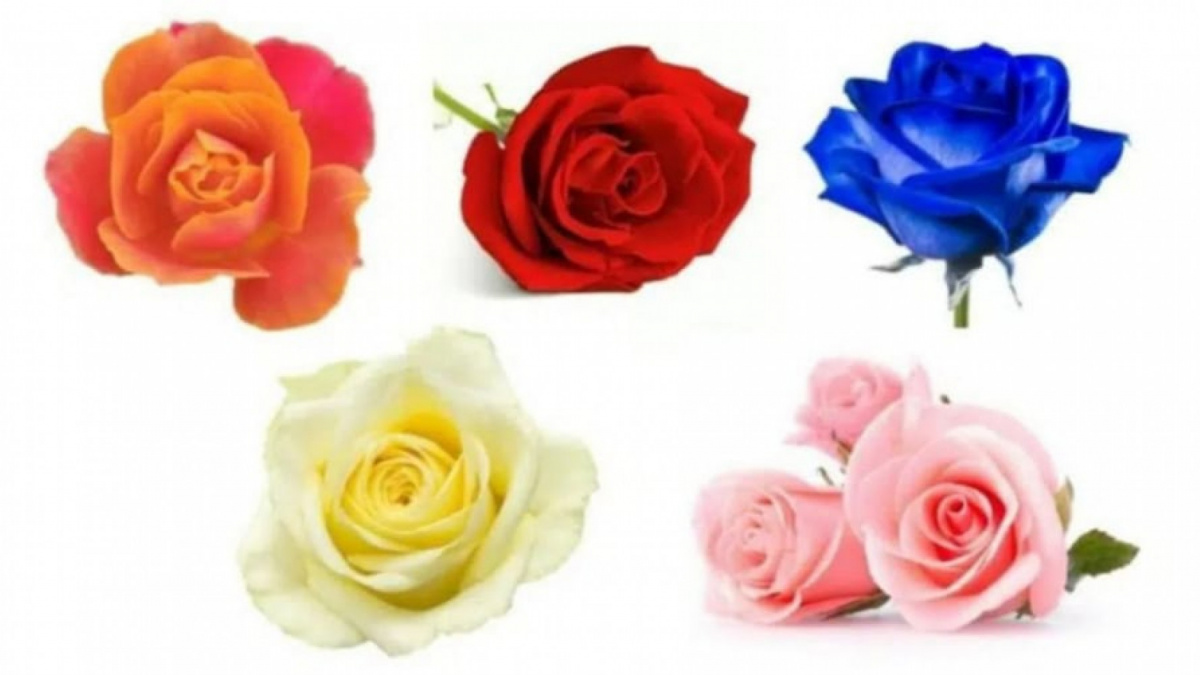 Ilustrasi tes kepribadian [Shutterstock]