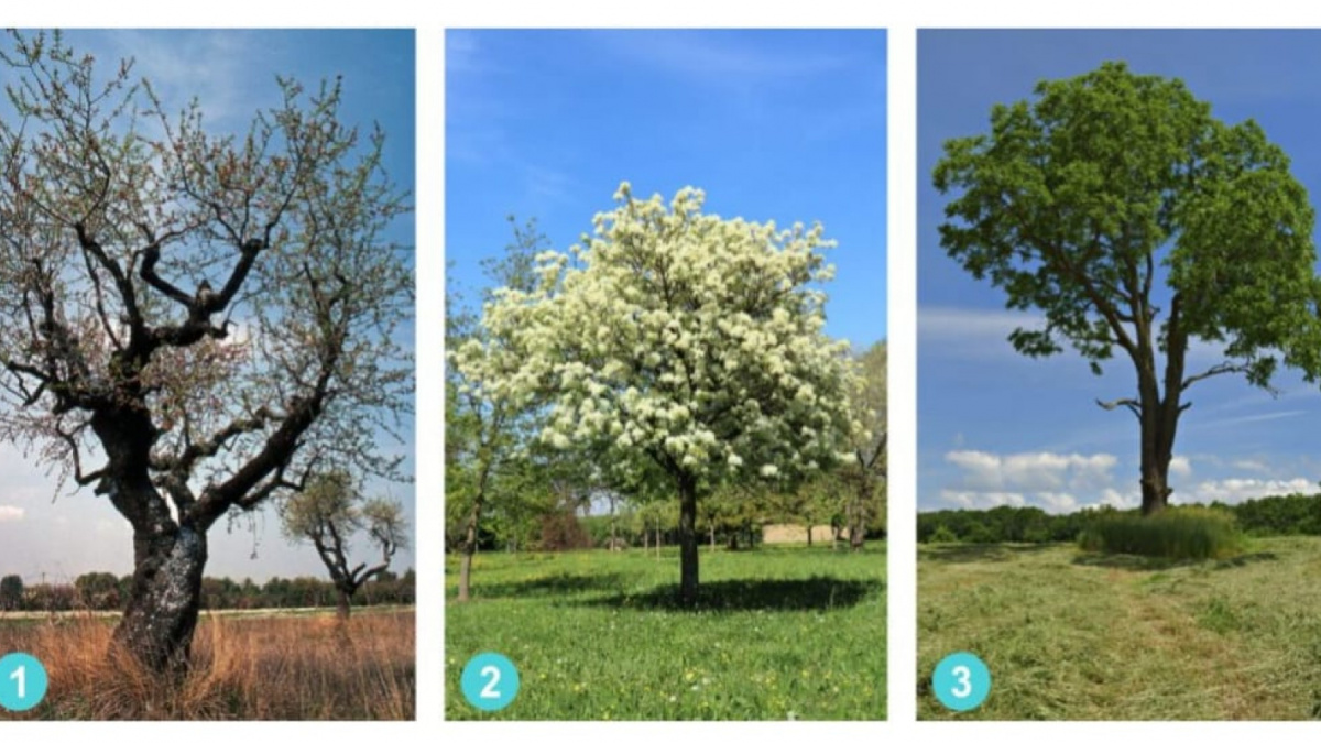 Ilustrasi tes kepribadian [Legrisou.fr]