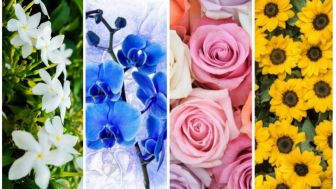 Tes Kepribadian: Pilih Bunga Favoritmu, Kenali Kekuatan Diri dan Tantangan yang Harus Dihadapi
