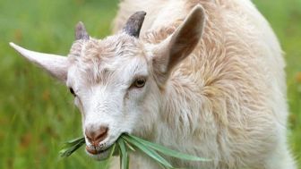 Mau Beli Kambing Kurban? Berikut Cara Memilihnya Sesuai Syariat