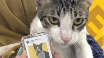 Viral! Kucing di Serpong Diangkat Sebagai Karyawan, Netizen Salfok Lihat Wajahnya