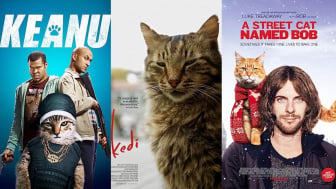 Pecinta Kucing? 7 Rekomendasi Film Ini Wajib Ditonton, Ada yang Diambil dari Kisah Nyata!