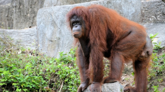 Miris dan Kejam, Orangutan Dijadikan Budak Seks di Kalteng, Begini Kondisinya Sekarang