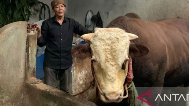 Kisah Sapi Slamet dari Probolinggo yang Dibeli Presiden Jokowi Seharga 100 Juta Rupiah