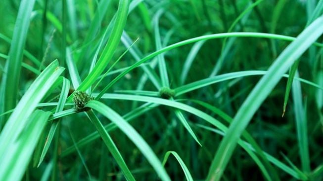 Siapa Sangka Rumput Teki Bisa Jadi Obat Sariawan, Ini Cara Pengolahannya