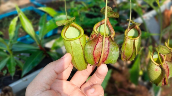 Nepenthes, Tanaman Eksotis yang Buat Para Hobbyist Makin Akrab