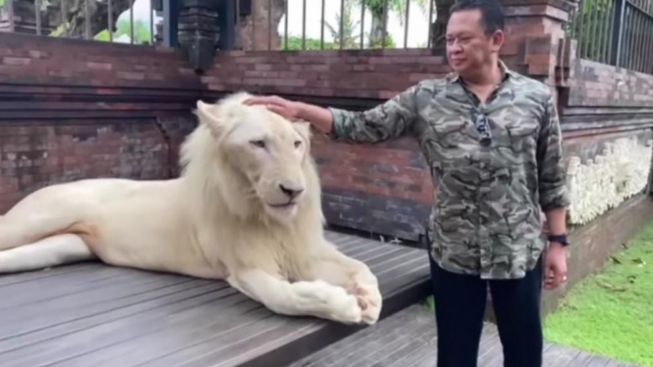 Kulit Harimau di Meja Makan Bambang Soesatyo, Greenpeace: Bukan Periaku yang Patut Ditiru