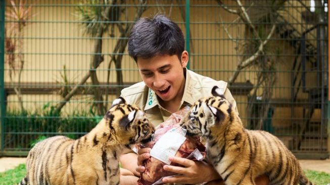 Anak Harimau Alshad Ahmad Sering Mati, WWF Indonesia Angkat Bicara