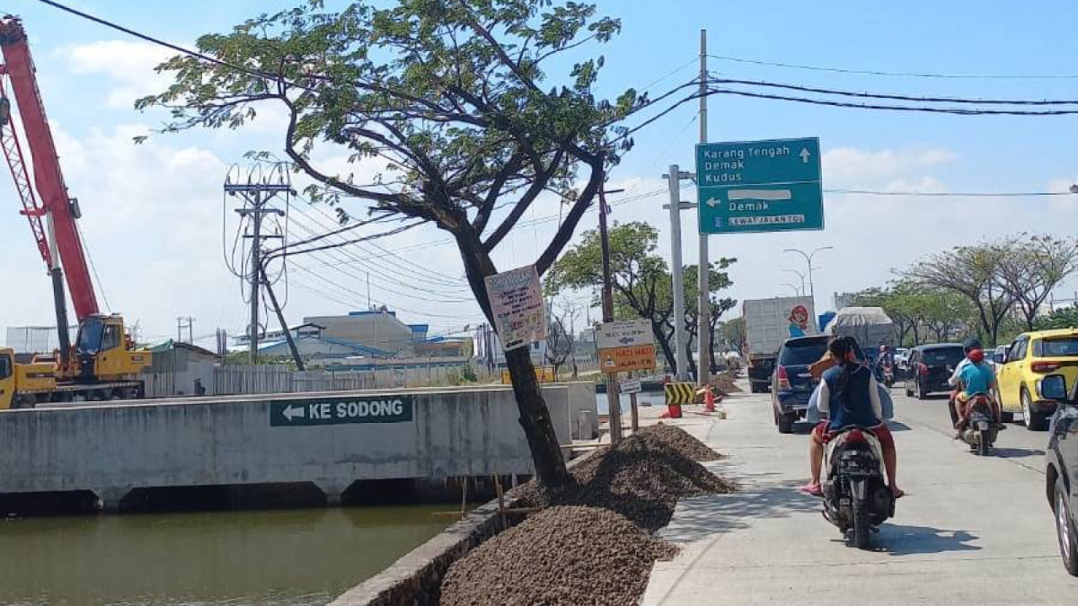 Pengerasan bahu jalan menumbalkan pohon peneduh yang bakal dicor hidup-hidup di Jalan Pantura sekitar Tol Semarang - Demak [DOK]